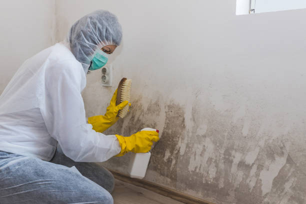 Professional Mold Removal in Cedartown, GA