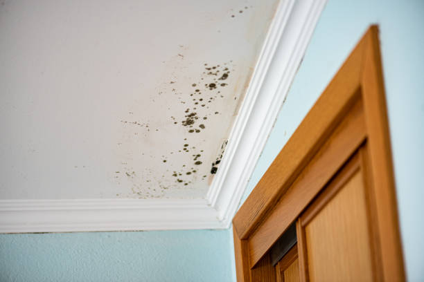 Best Commercial Mold Removal  in Cedartown, GA