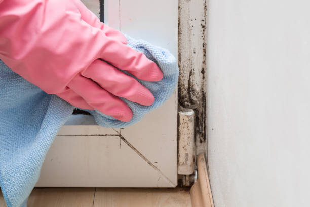 Best Same-Day Mold Removal  in Cedartown, GA