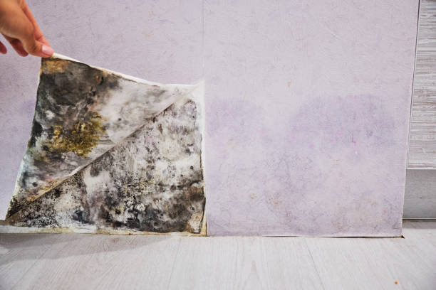 Best Professional Mold Removal  in Cedartown, GA